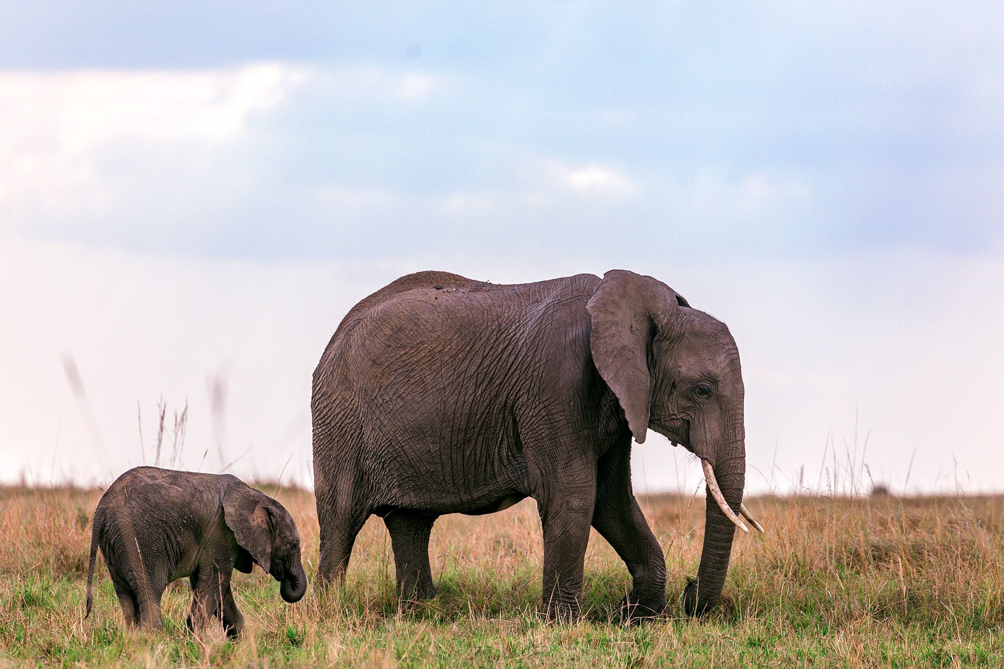 Baby African elephant follows elder